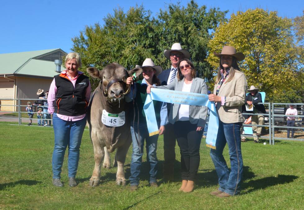 Champion led bull: Carrsview Nimble Be Quick with breeder Joanne Carr, Angela Eylward, judge Andrew Green, Leanne Green and asscoiate Caitlin Porter.