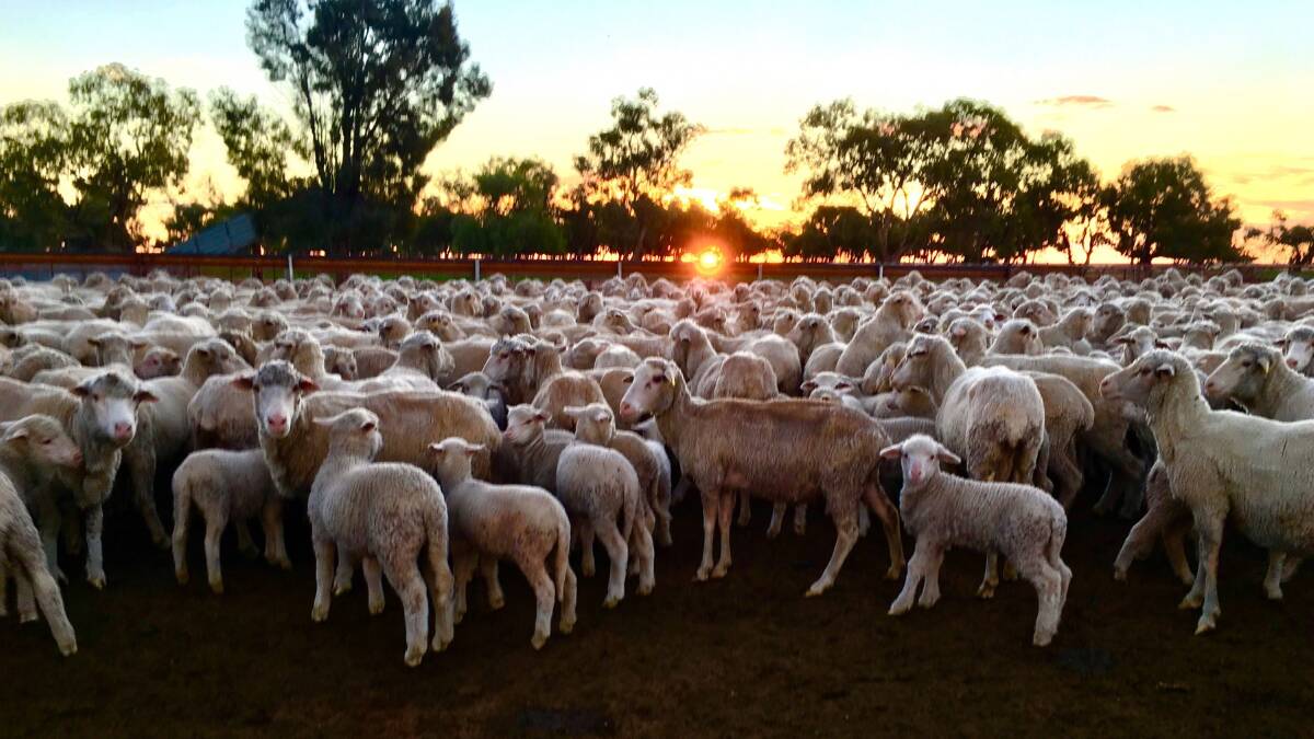Livestock care: Working sheep during the cool of the morning through hot weather. Photo: Jenna Shirt