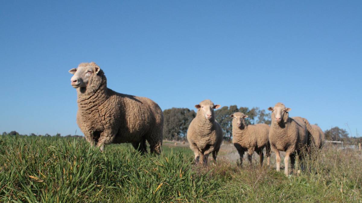 Lusty lambs: NSW Department of Primary Industries will deliver key advice on how to reduce sheep health risks for flocks grazing cereals and provide insights to boost omega-3 fatty acid levels in lamb and sheepmeat at the Graham Centre sheep forum this Friday July 7. Photo: supplied.