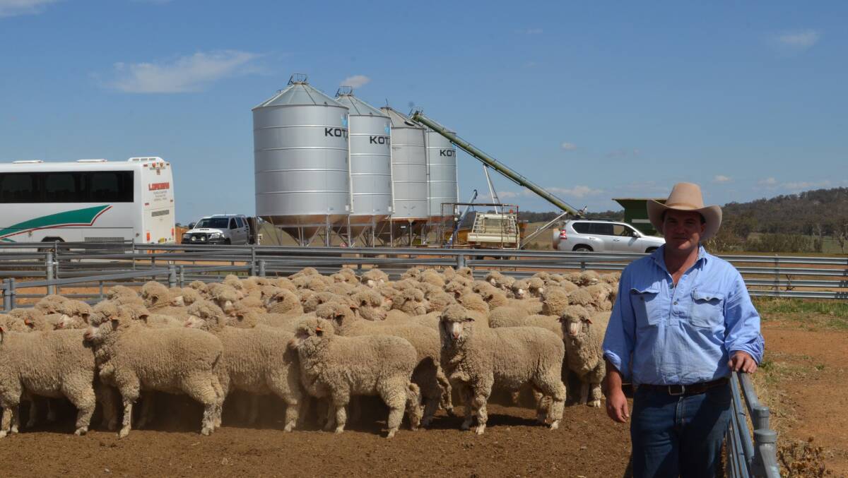 Matt McGrath with his Tara Park-blood late June-shorn ewes classed by Guy Evans.