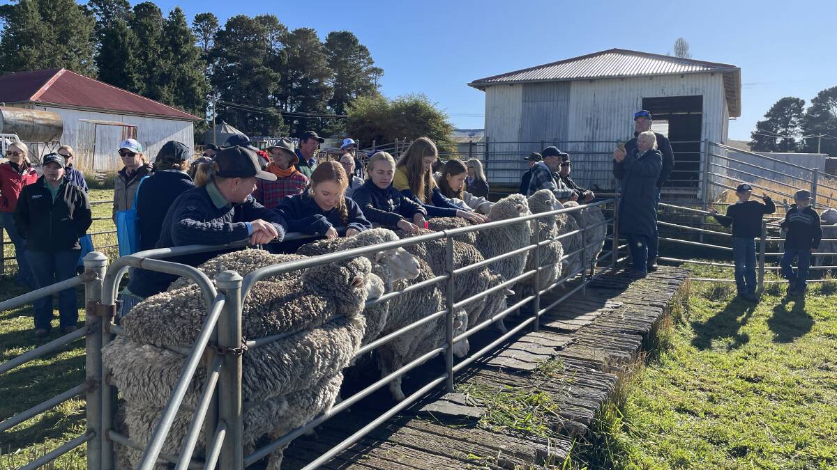 High school students studying agriculture taking a keen interest in Merino sheep during the 93rd Berridale Merino ewe competition.