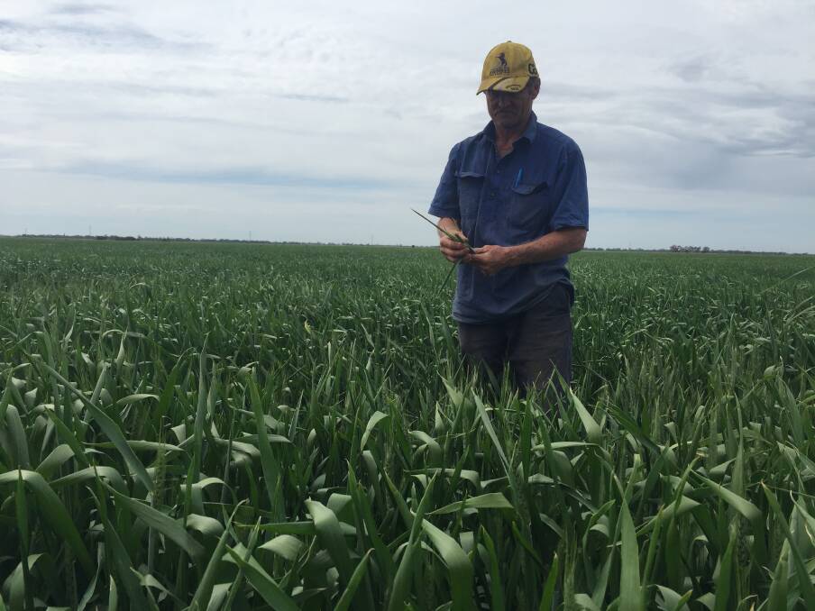 On an overcast day in September, Tim Strong checking the growth and yield prospects of his dryland crop of Scepter wheat sown in May after fallow in 2019.