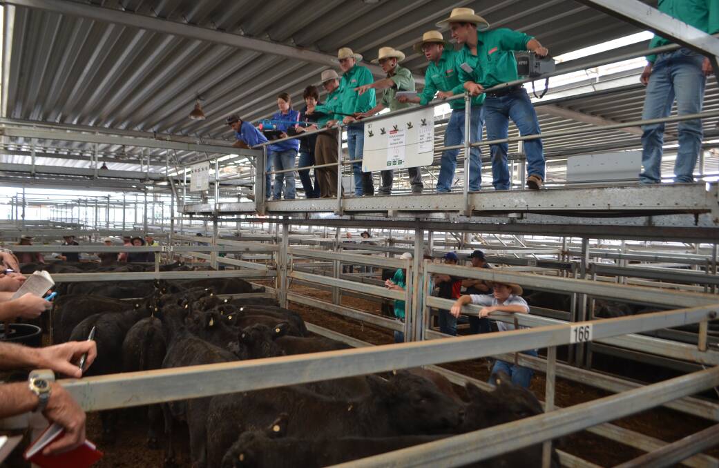 The Landmark Paull and Scollard team in action selling weaner steers at Wodonga