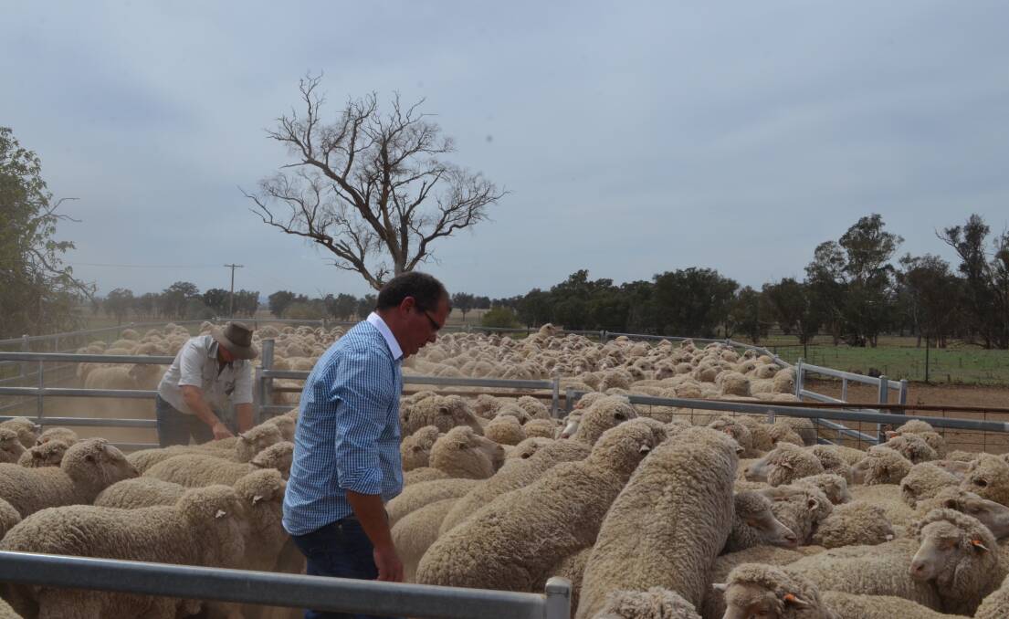 Judges Andrew Rayner and Tom Kirk (rear) assessing the Merino ewes at West Killanear, Boorowa which have been in a containment lot since the begining of December.