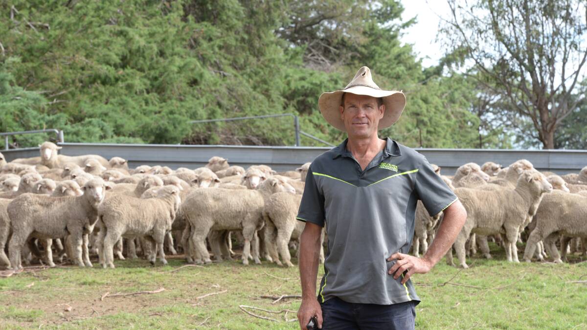 Dean Lawton with a selection of his September-shorn Billa Burra Burra-blood ewes during the flock ewe competition. Photo: Rachael Webb