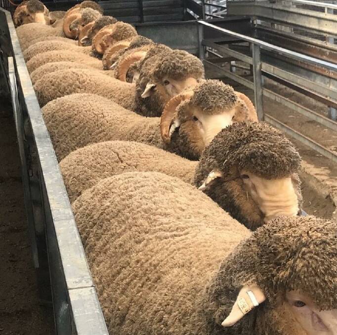 Merino and Poll Merino rams penned for classing prior to ram sale. Photo: George Henderson
