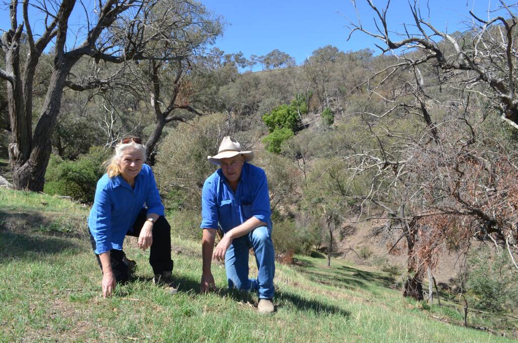 Alison Elvin and Matt Crozier examining regeneration of native grasses in a paddock at Bloomfield, Yass. A stand of Kurrajong can be seen in the background protecting the lone Cypress.