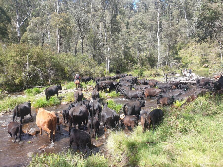 At the beginning of November, Bruce McCormack from Mansfield, Victoria, led his family as they droved their cows to the high country above Chesunt. But due to fires their cattle were brought back earlier than usual. Photo: Ryhll McCormack