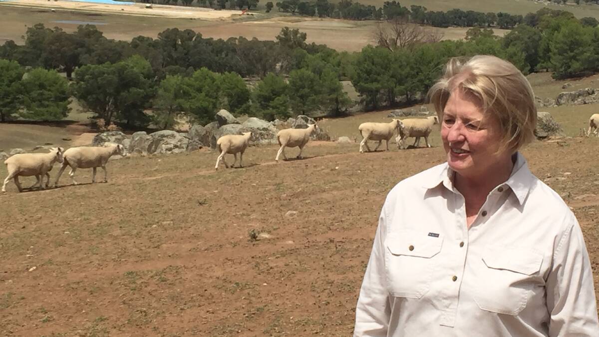 Two days after measuring 100mm rain, Kate Sevier was checking the condition of her ewes to be offered for sale.