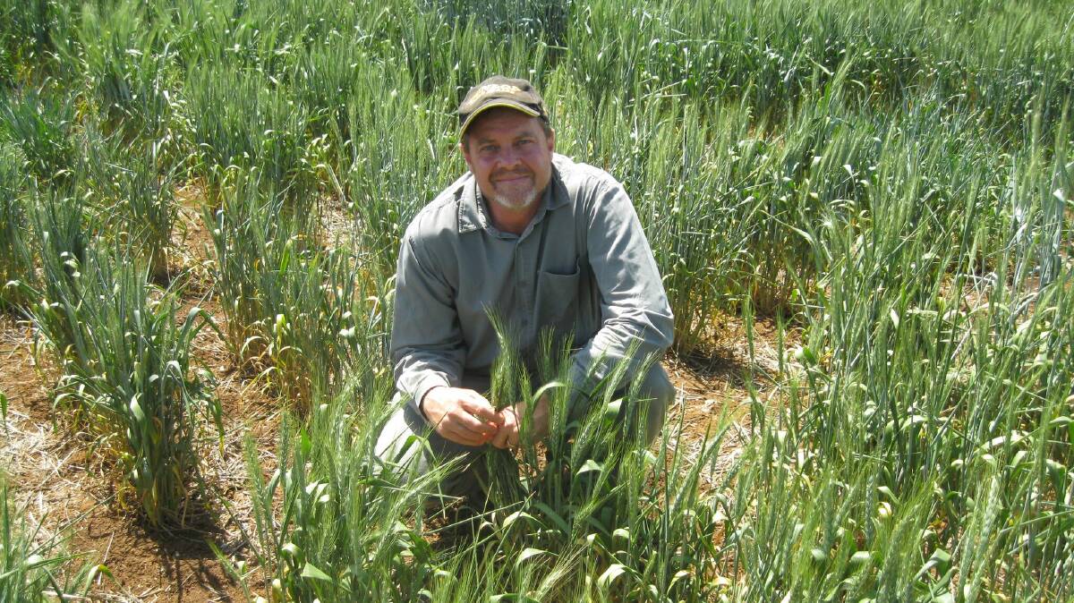 NSW Department of Primary Industries (DPI) senior plant pathologist Steven Simpfendorfer says there is growing evidence that soil-borne diseases exacerbate yield impact when they occur in combination. Photo: supplied