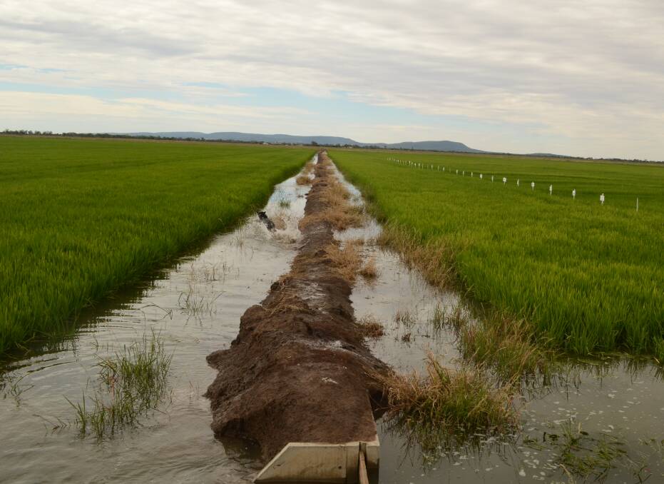 Rice being irrigated in the Riverina, where 600,000 tonnes are expected to be harvested.