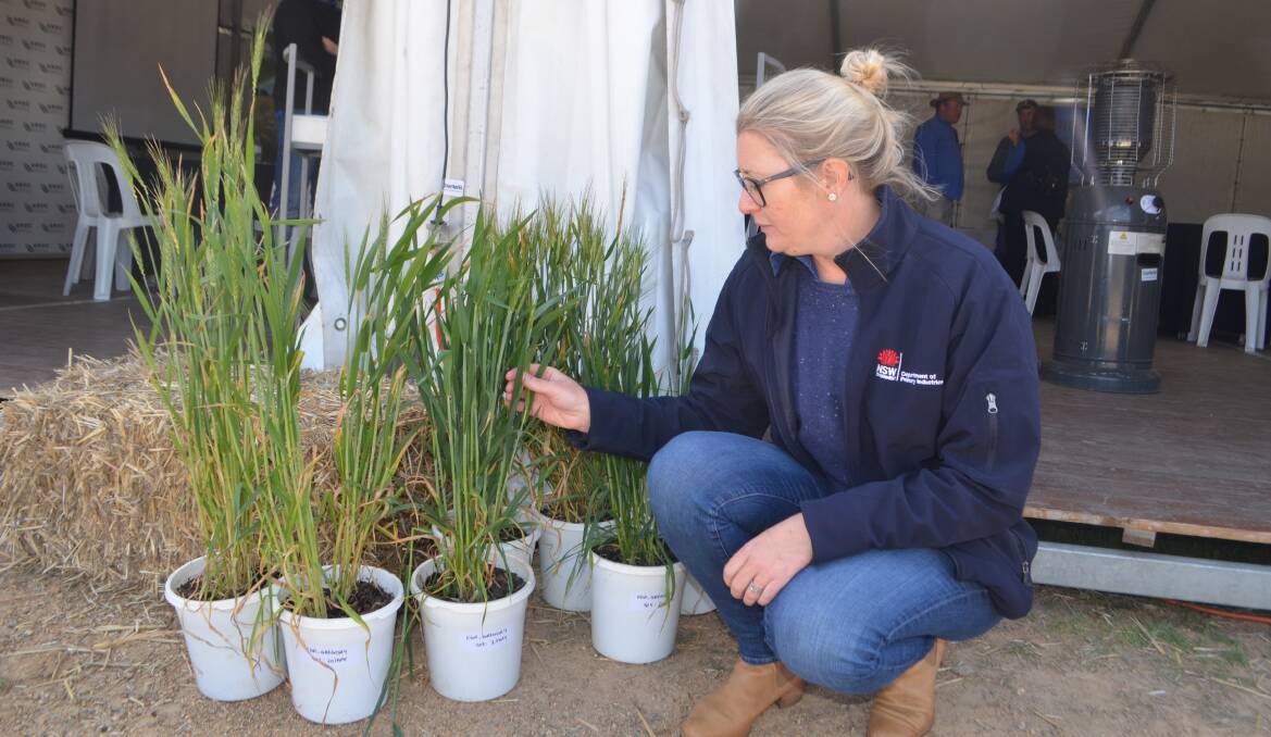 Dr Felicity Harris, joined the Southern Cropping team at the Wagga Wagga Agricultural Institute in July 2015 as a crop physiologist. She is consdiering some damaged plants during the 2018 HFMFD outside the GRDC marquee.
