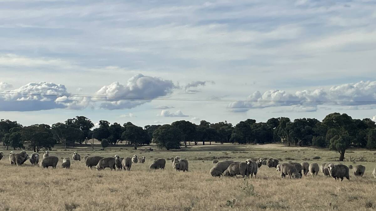 A familiar scene but the global ramifications of the complete collapse of the Australian wool industry if the sheep cannot be shorn does not bear thinking about. 