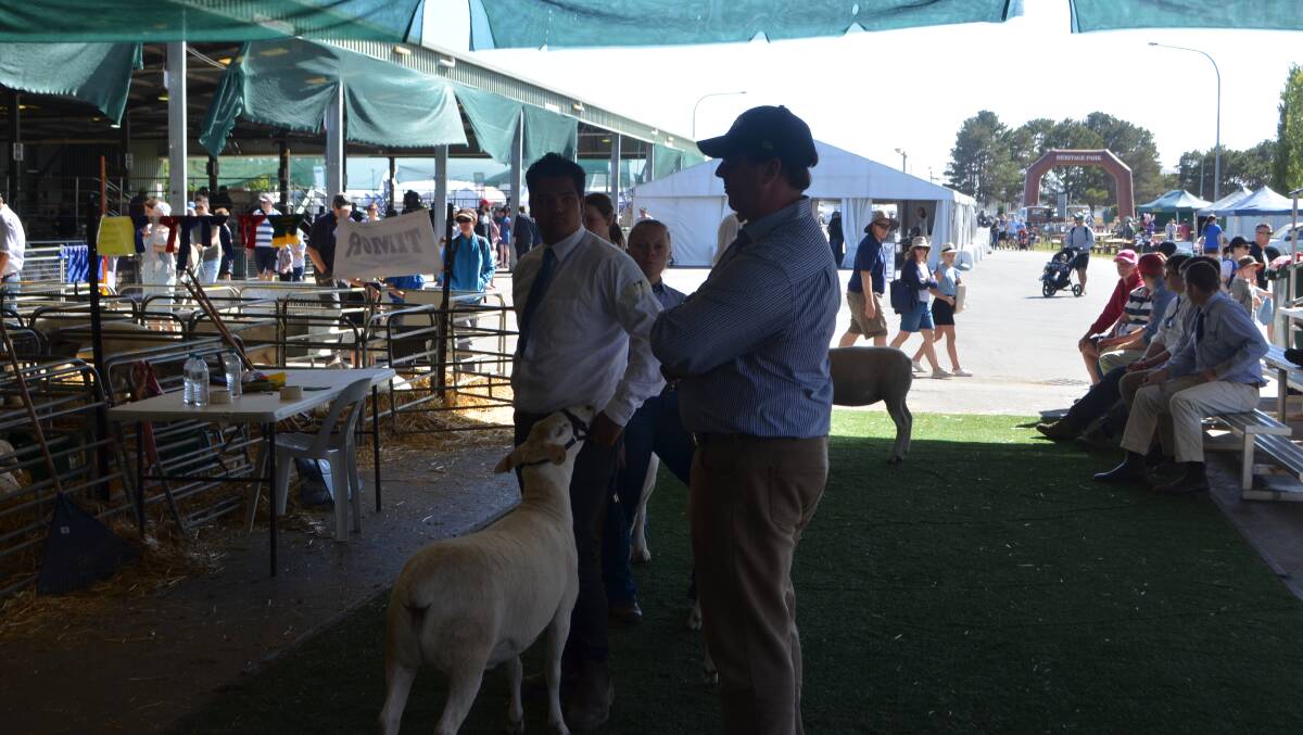 Over judge for the young handlers competition, Jeff Sutton, Wattle Farm, Temora
