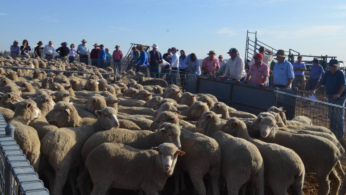 Crowds gathered around the maiden Merino ewes as they were being judged on the second day of the Crookwell Merino ewe competition.