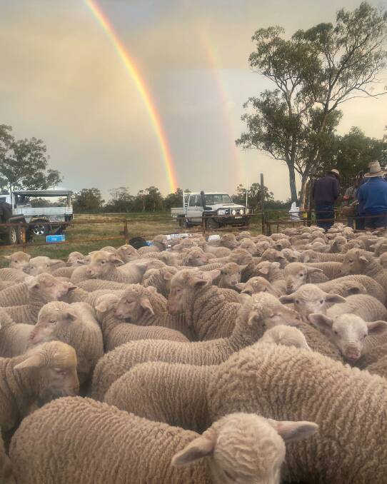 Supreme optimism: Rainbows over the Merino lambs in the marking yard. Photo: Andy Maclean

