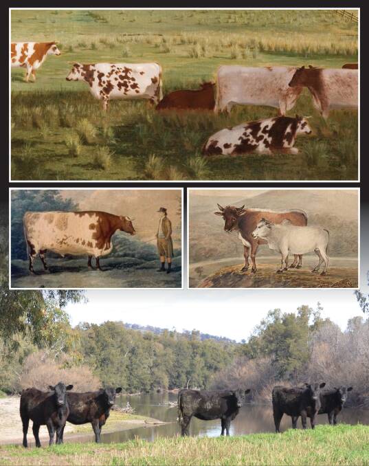 Art compared to life: (Top) detail from Jerimiah Ware's stock on Minjah Station, Durham Ox and Bengal cow with calf, 1809 - Angus heifers on the Murrumbidgee River. 