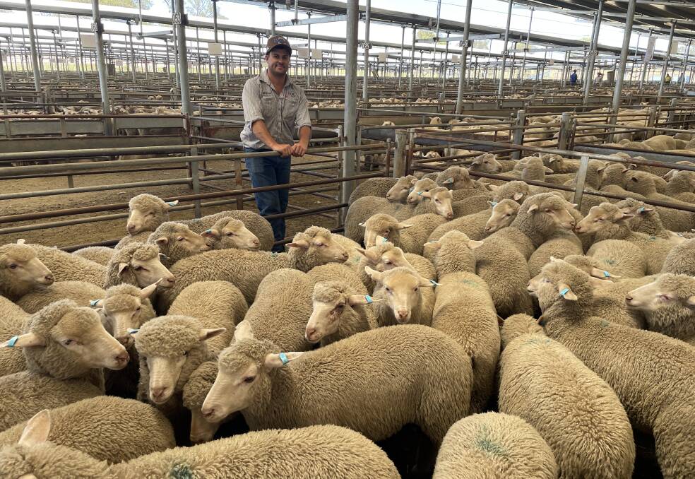 Issac Mannion, Butt Livestock and Property, Yass, with the pen of 177 White Suffolk/Merino lambs weighing 39.5kg sold by Tumbleton Partnership, Young, for $71 a head at Yass on Friday.
