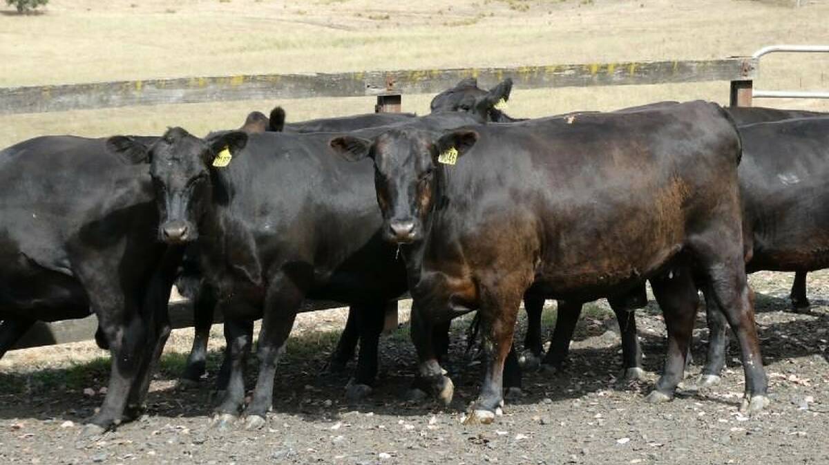 A draft of the nine PTIC Angus heifers sold by L.V Corrigan and Co, Woomargama for $3380