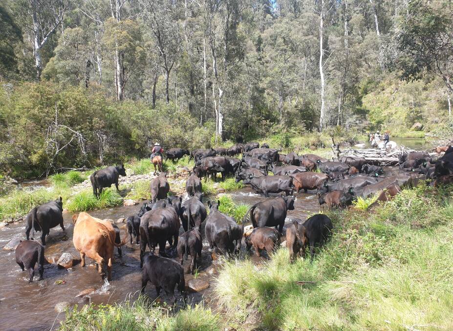 INTO THE BUSH: The McCormack family push their cattle up into the King Valley each December, leaving them there until April the following year. Photo: Rhyll McCormack
