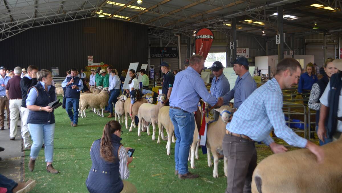 Judging underway in the classes for prime lamb and dual-purpose breeds at the 2019 Royal Canberra Show
