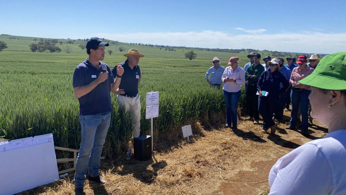 Tom Price, FAR Australia, with the germplasm trial plots at Wallendbeen. Photo: supplied

