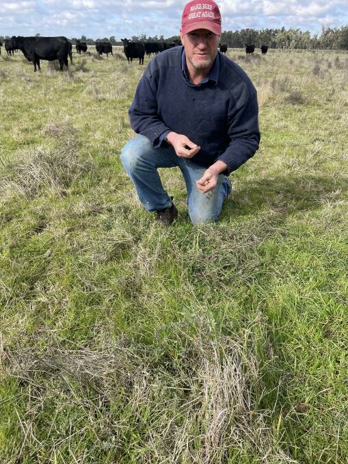 Michael Gooden showing the proliferation of speices protected by an old roly poly bush which the cattle have disturbed.
