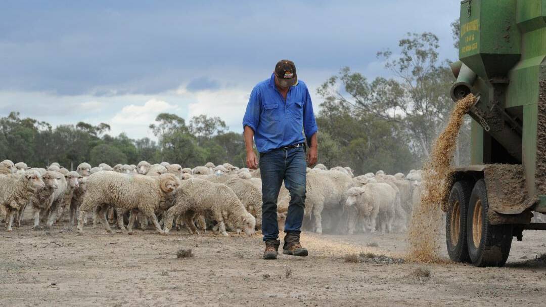 Feeding sheep during a drought - an ongoing job until the season breaks.
