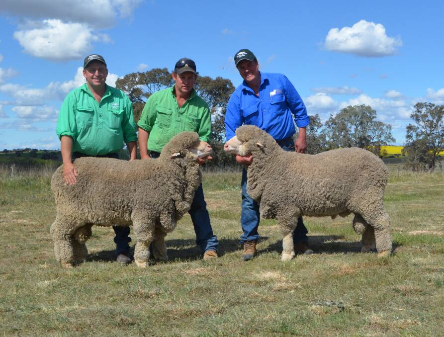 Grassy Creek Merinos studmaster Michael Corkhill with the two rams purchased at $6500 and $6250 by McGuiness Farms, Reids Flat and paraded by Ashley Corkhill and Craig Wilson.
