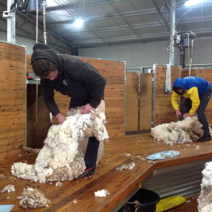 At a shearing school, learners being taken through the skills of taking the wool off sheep.