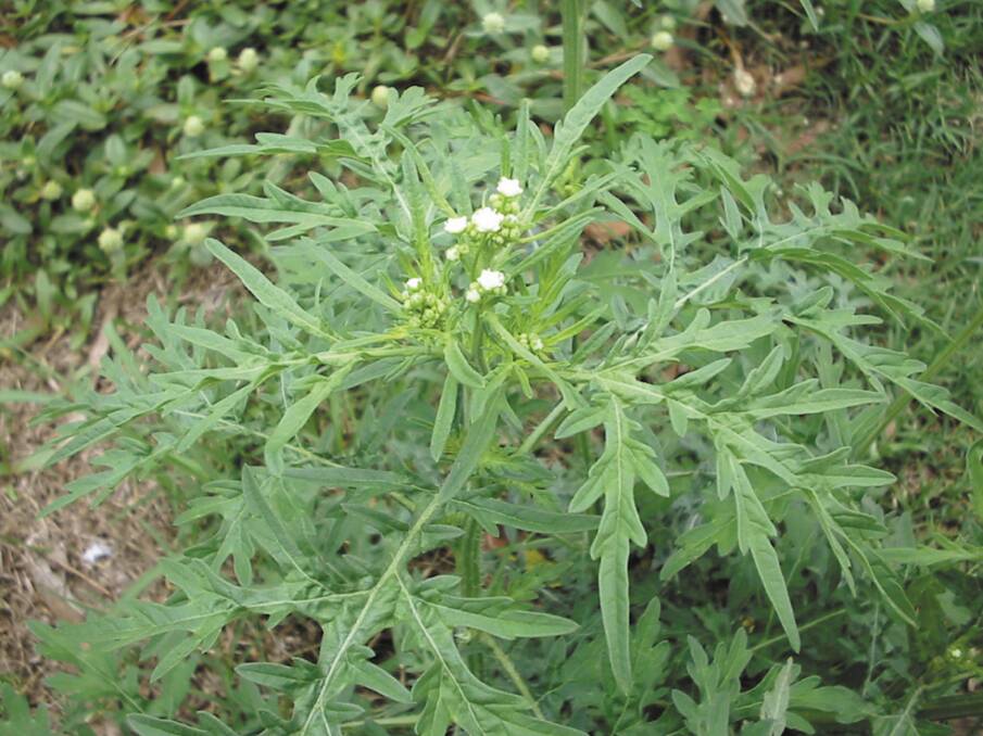 Parthenium weed plants have been found near Walgett and Forbes. In the past, the weed has been found in the Riverina and Murray districts. Landholders and the public are urged to be on the lookout for parthenium weed, along roadsides and in paddocks. Photo: Bernadette York