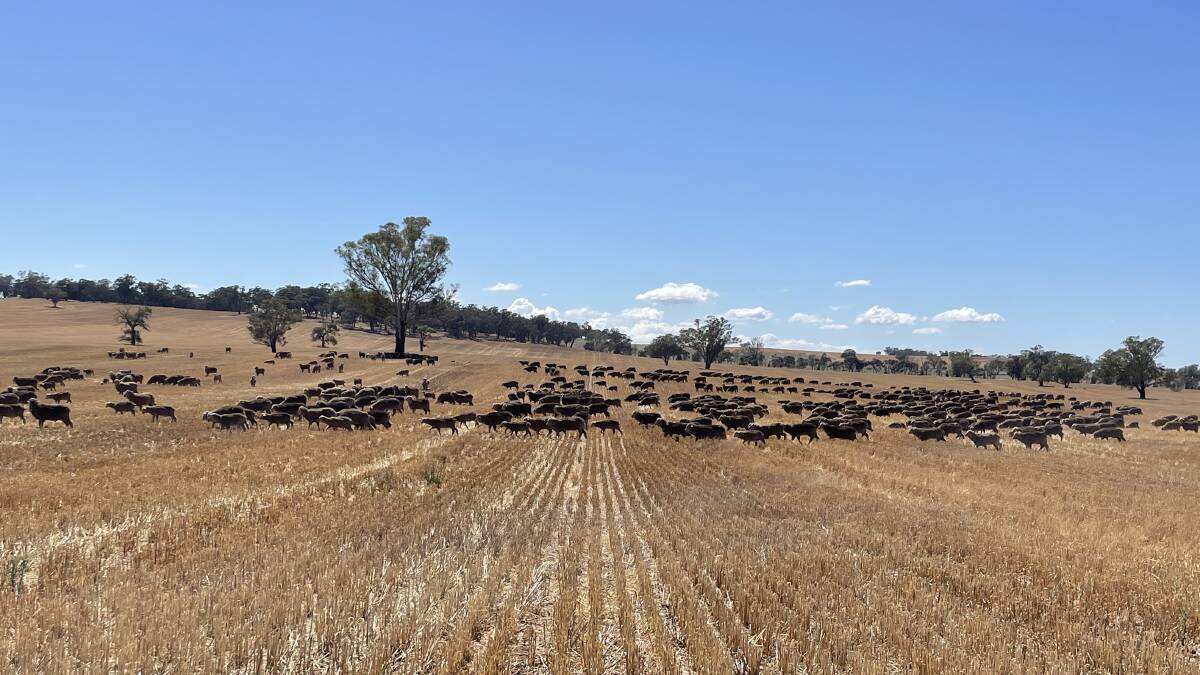 Merino wethers grazing self-sown oats and ryegrass.