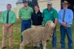 Greenland Merinos lift by $613 for 80