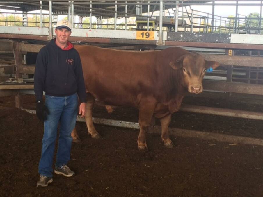 Progress Major League sold for $5000 by Peter Kylstra, Yanco to Peter Wojcicki, Cirvan. Photo: Supplied
