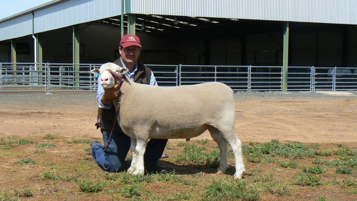 Simon Male, Aberdeen Poll Dosets, Henty, with Aberdeen 38-15 purchased by Evergreen Grazing Co, Kojomup, WA, for $17,000.