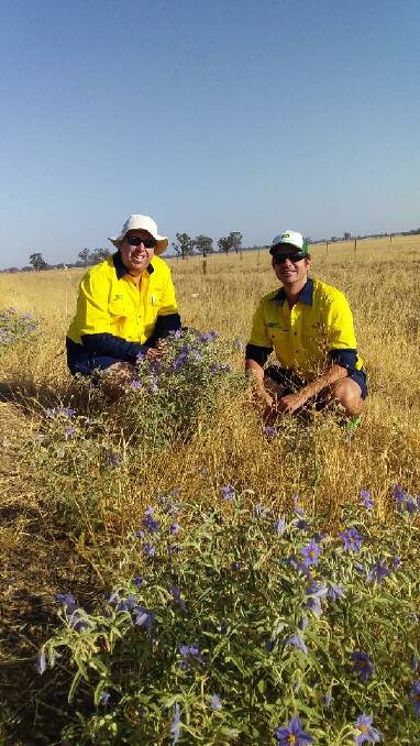 Hilltops Council bio-security officers Ben Mott and Tom Pickering checking on a stand of silverleaf nightshade near Bribbaree. Photo: supplied.