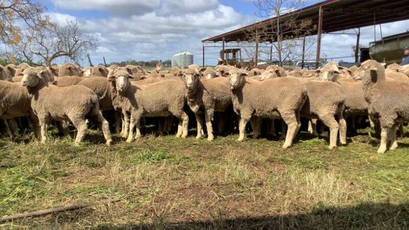 Draft of the 235 maiden ewes offered by NG and KC Morris, Ardlethan, which sold for $450.