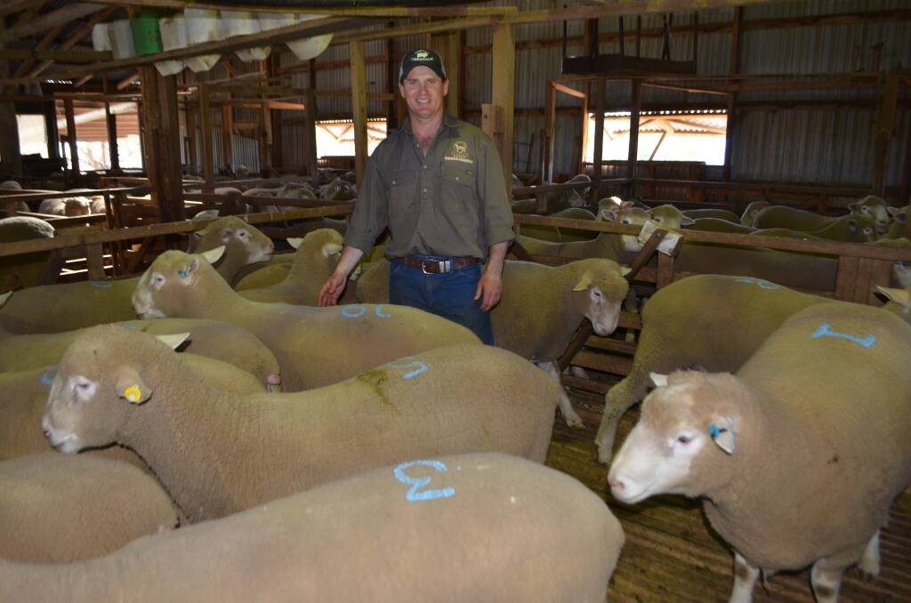 John Manchester with a selection of the Kingsvale Supreme rams sold during the 22nd annual on-property sale at Young. The top price at $1900 was paid by longterm supporters of the sale.