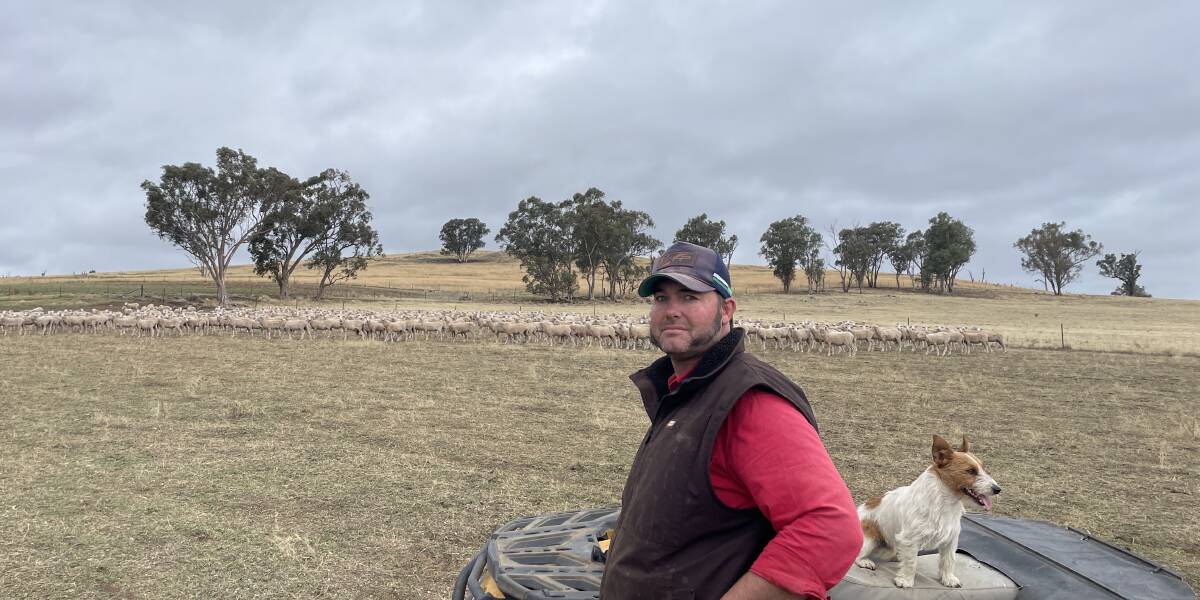 James Burge with Turbo, checking his Willandra-blood maiden ewes on Windella, Cootamundra, following his success in the Cootamundra Show Society Maiden Ewe Competition.
