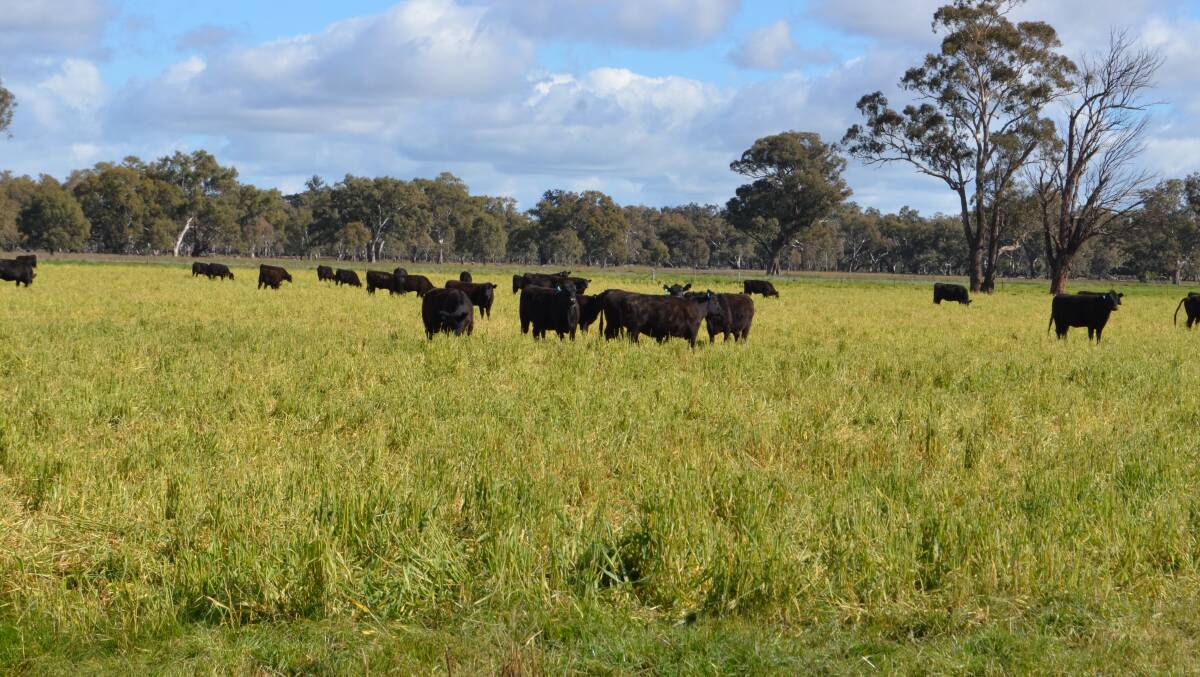Angus cows grazing crop in the Riverina.