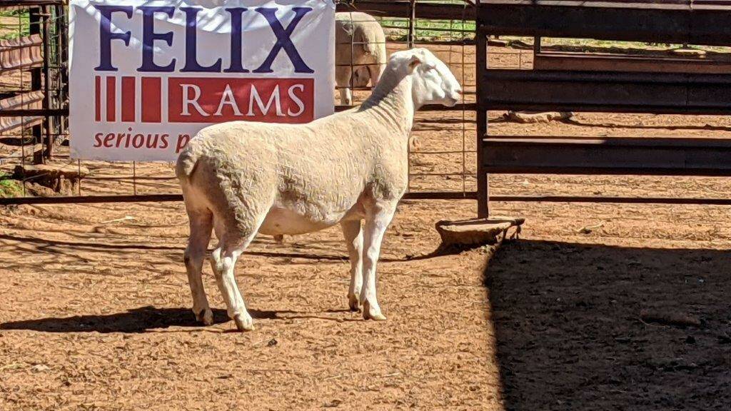 Top priced White Suffolk ram at Felix rams annual Lambplan ram sale sold for $10,600. Photo: AuctionsPlus
