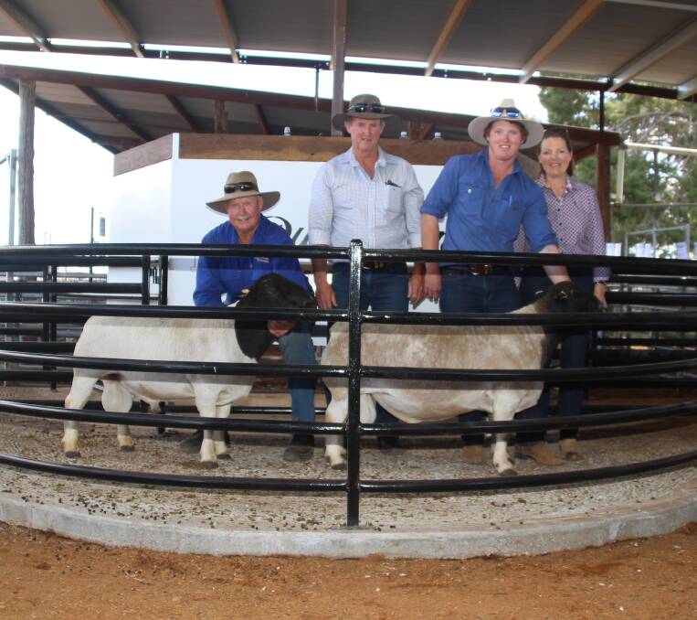 Burrawang Dorpers and White Dorper Stud manager Wicus Cronje with Mark, Luke and Julie Cullinan, Kelleen Dorper stud, Wentworth with two of the rams they purchased.