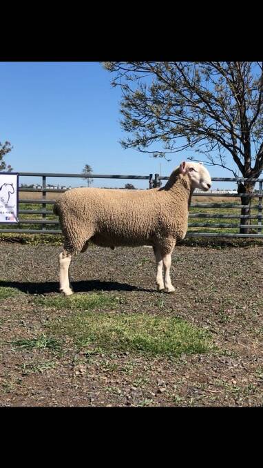 Cooinda 200007 was one of the $6200 top-priced rams sold Normanhurst stud, Boorowa. Photo: supplied