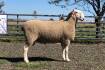 Cooinda Border Leicester stud tops at $6200, twice