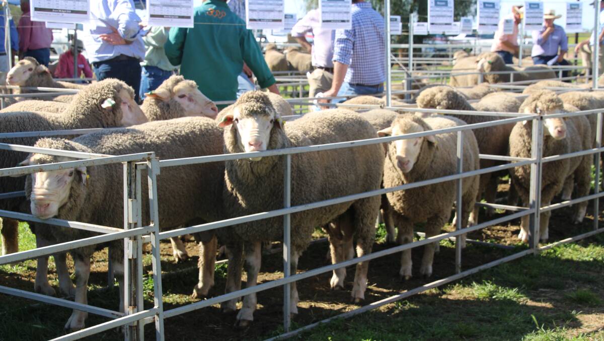 A draft of consistent rams were offered at the 17th annual ram sale at Macquarie Dohnes ram depot at Ballimore.