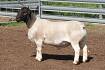 Dorper studs sell to $11,000 at Peak Hill