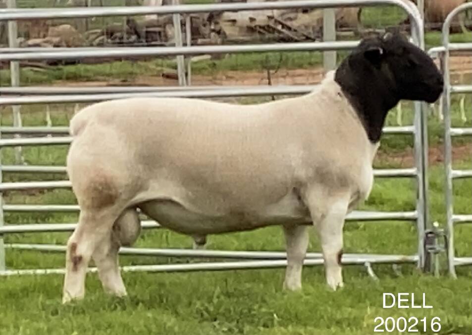 The top-priced Dorper ram, Dell 200216 purchased by Smit Dorpers, Qld, for $7800. Photo: supplied