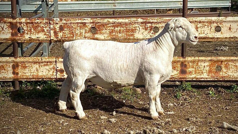 Top priced White Dorper ram Kaya White 200482 sold for $8000.