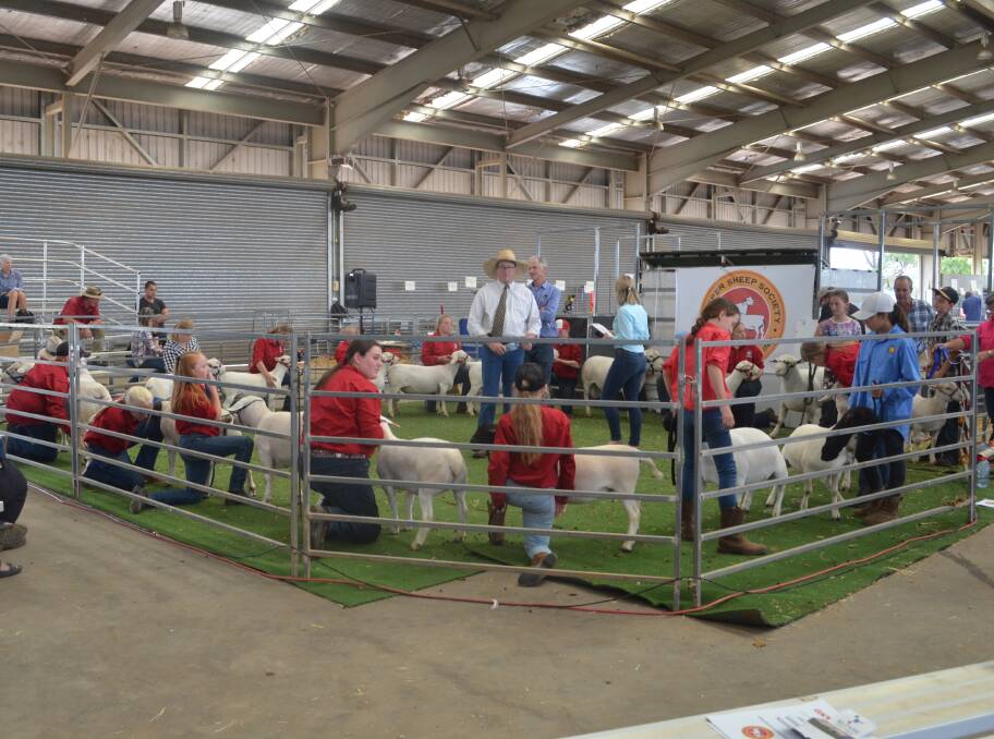 Twenty competitors from Dubbo High's Delroy campus in the under 15 handler class filled the show mat.