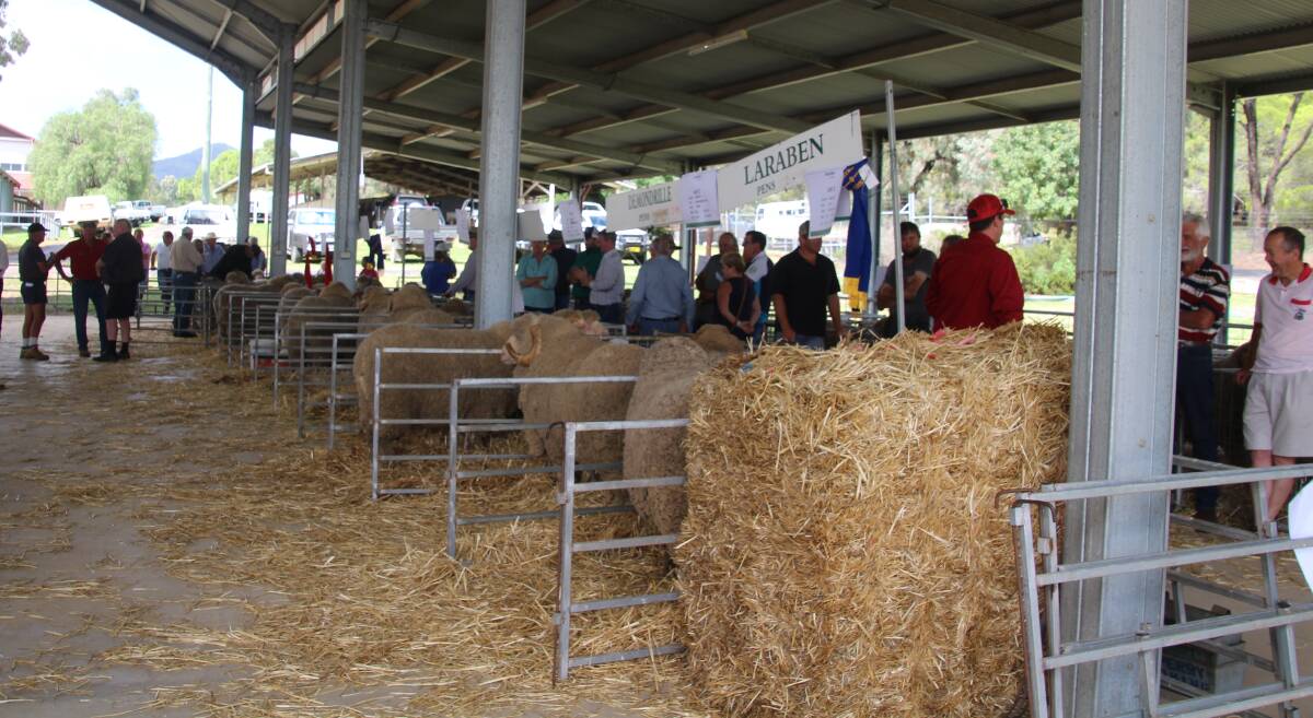 A great crowd attended the 65th annual Mudgee Merino ram sale.